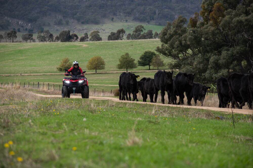 Man riding CFORCE CFMOTO 520L through field with cows